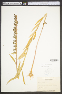 Lobelia elongata image