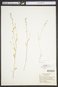 Lobelia nuttallii image