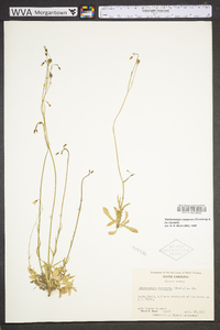 Wahlenbergia marginata image