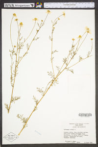 Anthemis cotula image