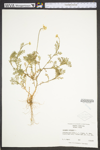 Anthemis arvensis image