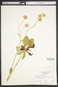 Arnica acaulis image