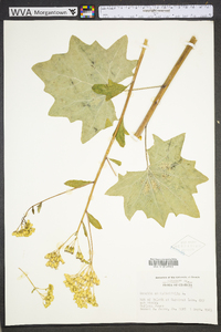 Arnoglossum atriplicifolium image