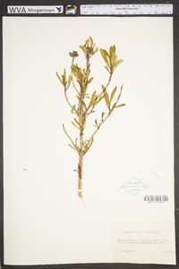 Baccharis angustifolia image