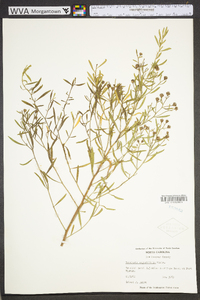 Baccharis angustifolia image