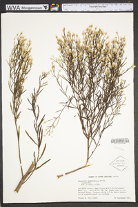 Baccharis angustifolia image