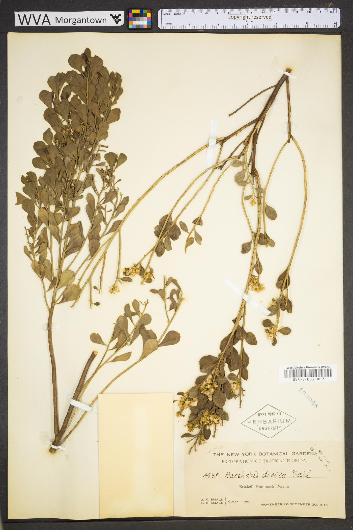 Baccharis dioica image