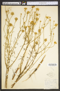 Balduina angustifolia image