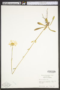 Balduina uniflora image