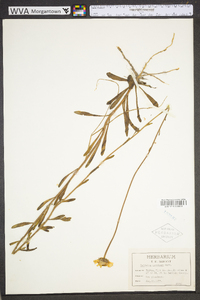 Balduina uniflora image