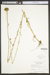 Balduina uniflora image