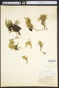 Selaginella tortipila image