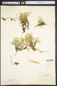 Selaginella tortipila image