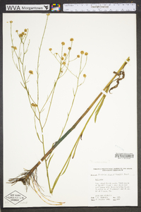 Boltonia asteroides image