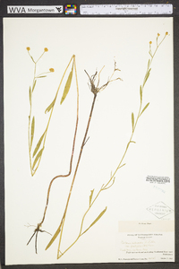 Boltonia asteroides image