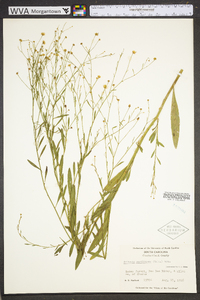 Boltonia caroliniana image