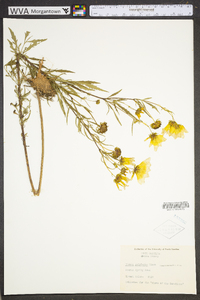 Bidens aristosa image