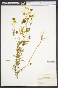 Bidens aristosa image