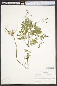 Bidens bipinnata image