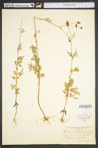 Bidens bipinnata image