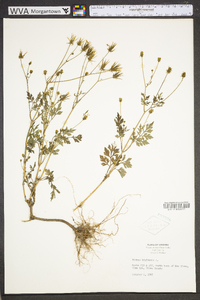 Bidens bipinnata image