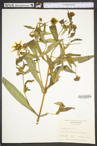 Bidens laevis image