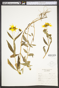 Bidens laevis image