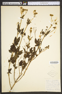 Bidens pilosa image