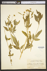 Bidens pilosa image