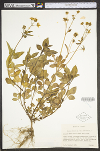 Bidens pilosa image