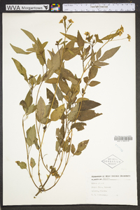 Bidens pilosa image