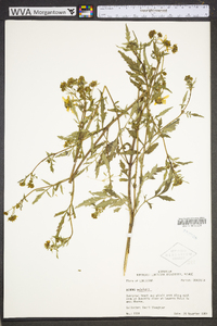 Bidens aristosa image