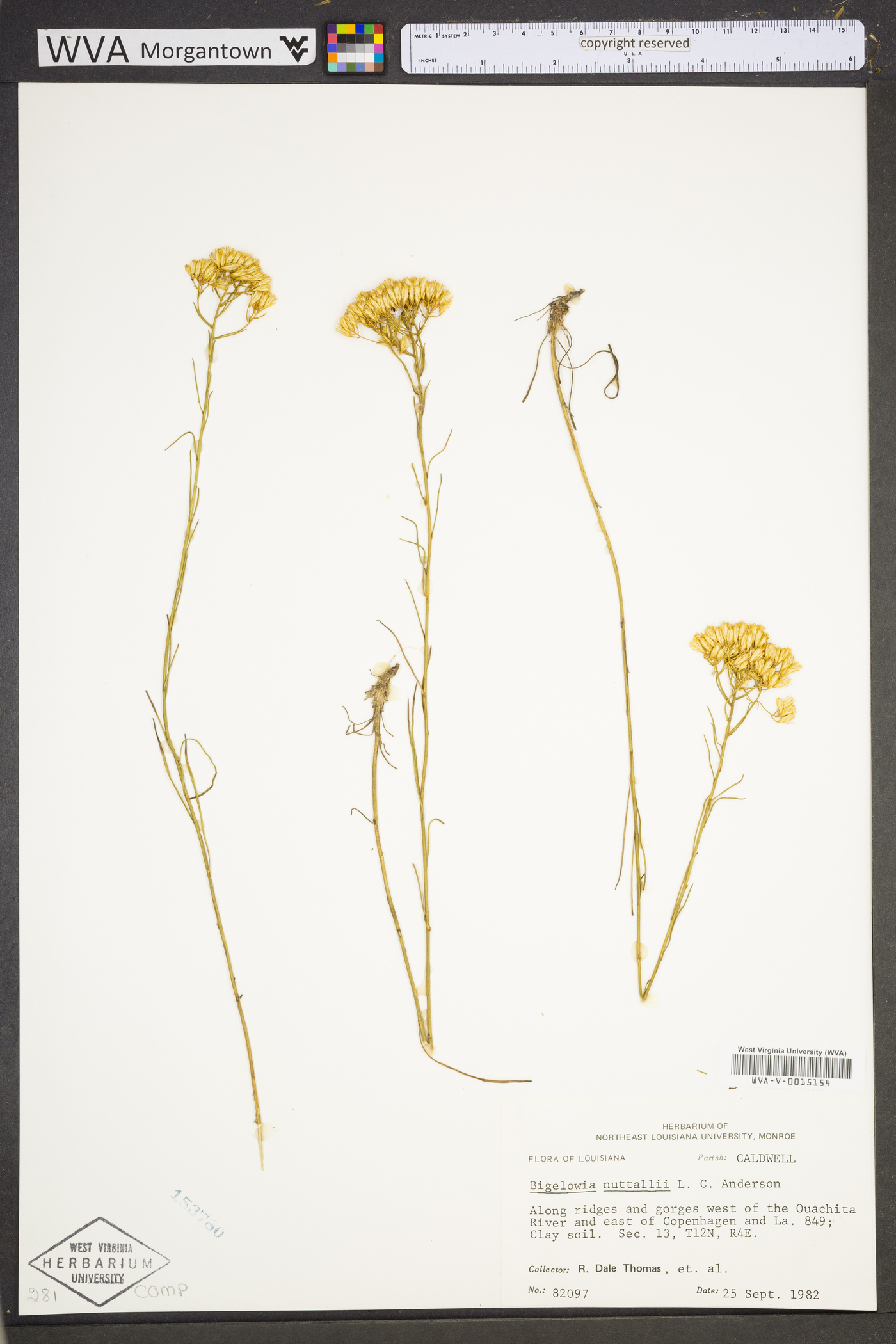 Bigelowia nuttallii image