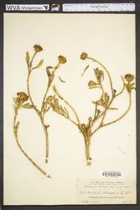 Borrichia arborescens image