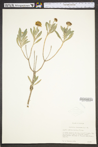 Borrichia frutescens image