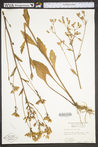 Arnoglossum ovatum image