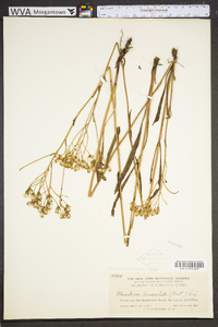 Arnoglossum ovatum image