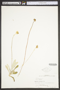 Chaptalia tomentosa image