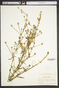 Cichorium intybus image