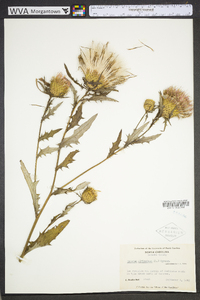 Cirsium altissimum image