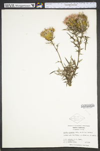 Cirsium discolor image