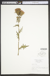 Cirsium muticum image