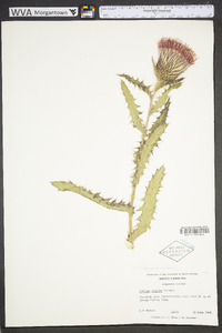 Cirsium pumilum image