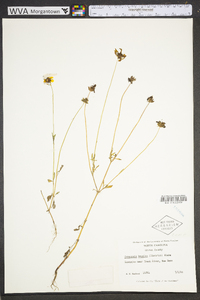 Coreopsis basalis image