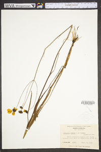 Coreopsis falcata image