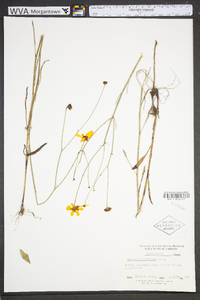 Coreopsis gladiata image