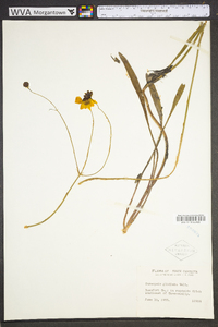 Coreopsis gladiata image