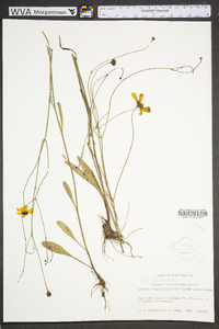 Coreopsis gladiata image