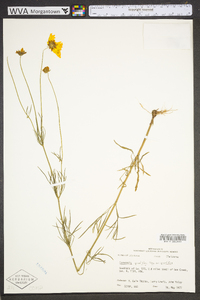 Coreopsis grandiflora image