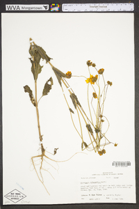 Coreopsis intermedia image